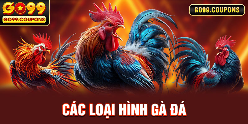 Các Loại Hình Gà Đá Go99 Chấn Động Thị Trường Chọi Gà Việt